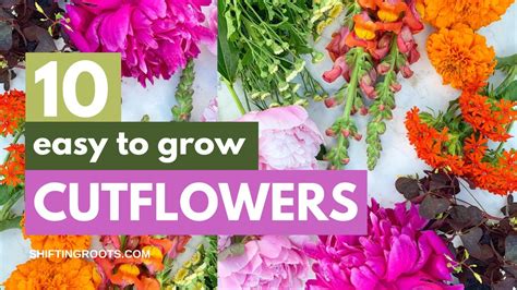 Can Cut Flowers Grow Roots?