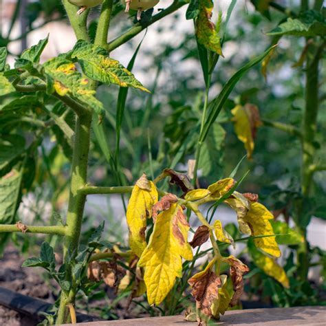 Tomato Flowers Turning Brown