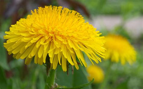 What Are the Little Yellow Flowers in My Lawn?