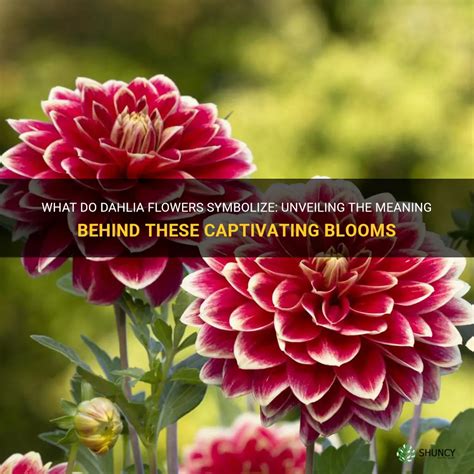 What Do Dahlia Flowers Symbolize?