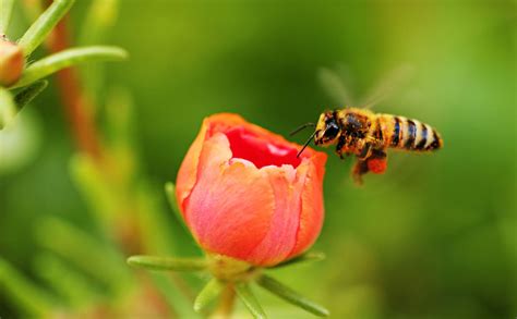 Why Do Bees Like Flowers?